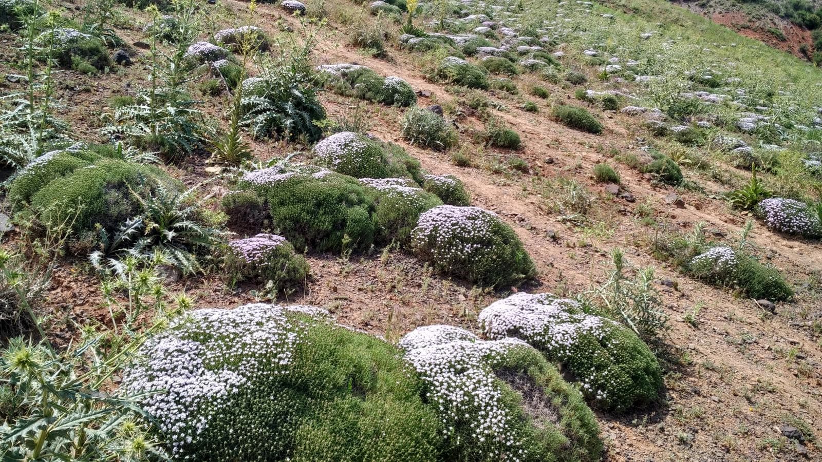 تصویر 3 از قله شاه جهان